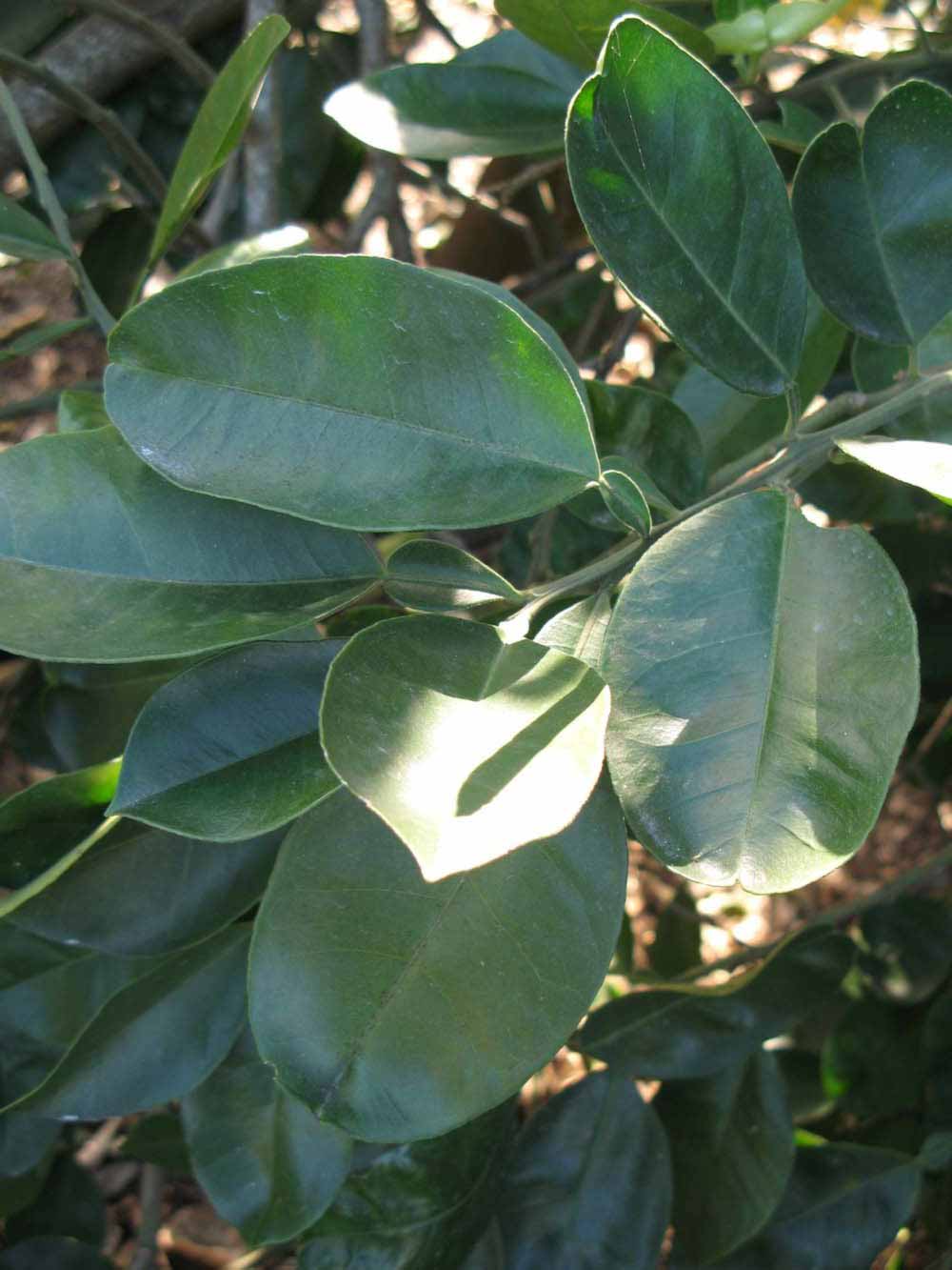            Shade leaves (Winter Haven, FL)   